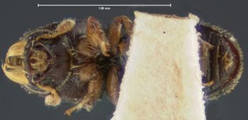 Media type: image;   Entomology 1007 Aspect: habitus ventral view